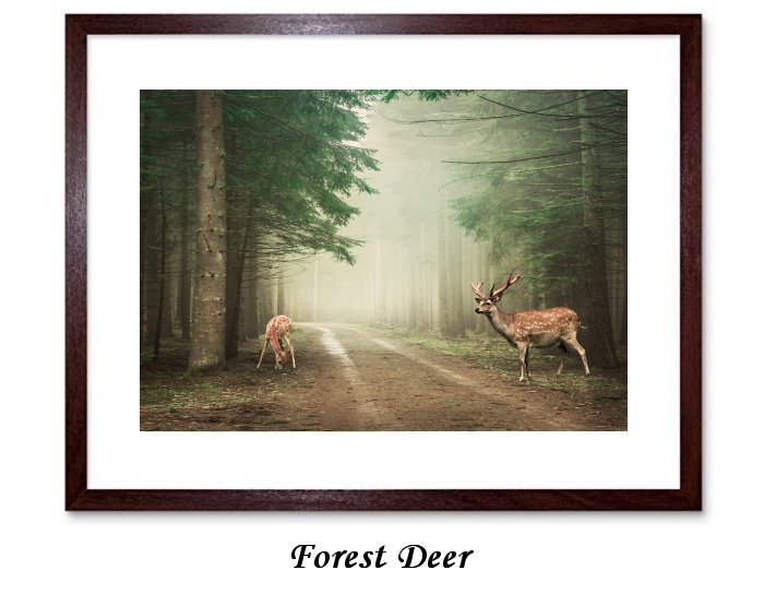 Forest Deer